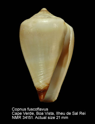 Conus fuscoflavus.jpg - Conus fuscoflavusRöckel, Rolán & Monteiro,1980